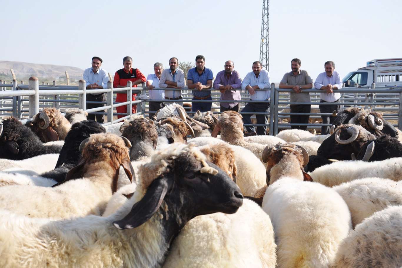 Artan yem ve saman fiyatları besicileri tedirgin ediyor Artan yem ve saman fiyatları besicileri tedirgin ediyor